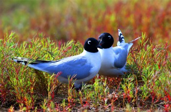 华晨宝马捐资守护沈阳及辽河口双湿地   对齐“十五五”生态文明建设目标